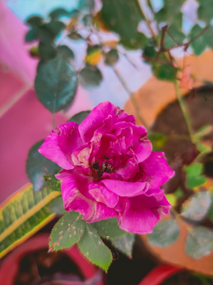 flower and bee