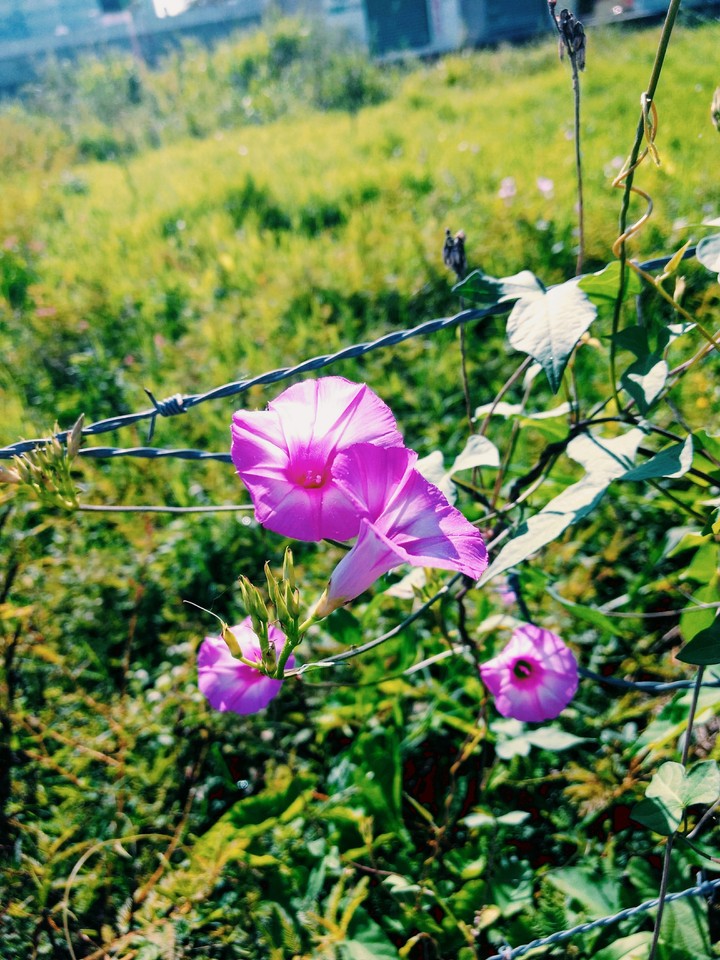 Flower