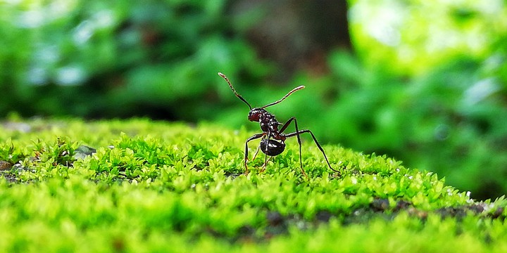 ant