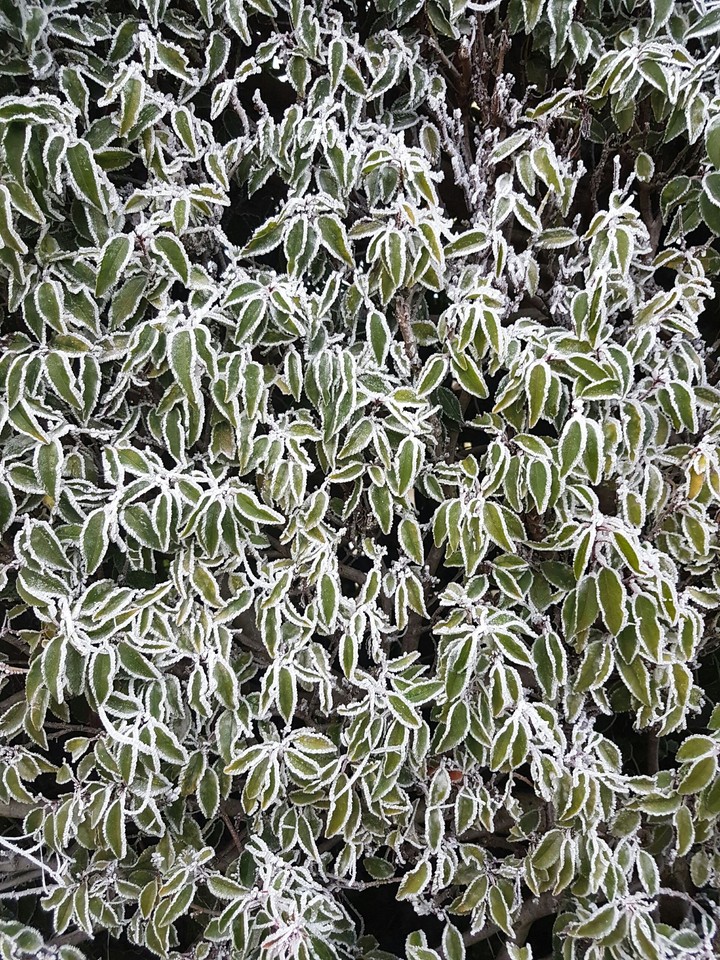 bush
