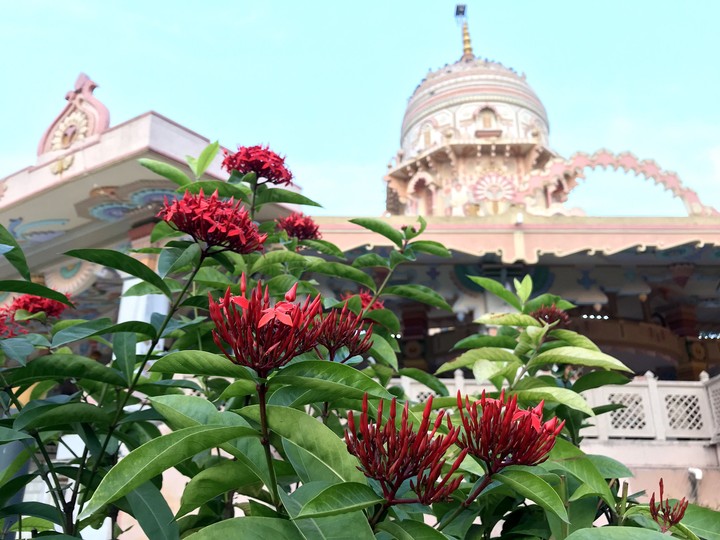 flowers