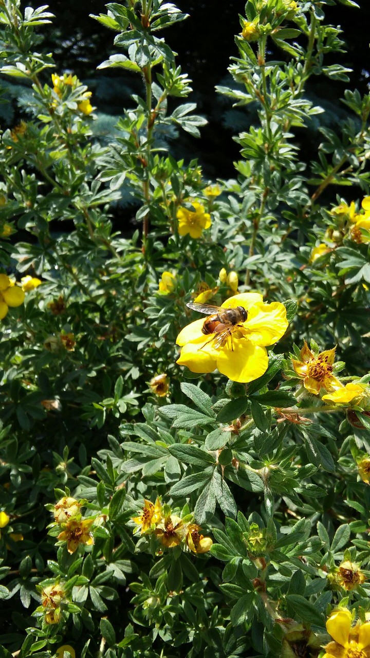 Flower