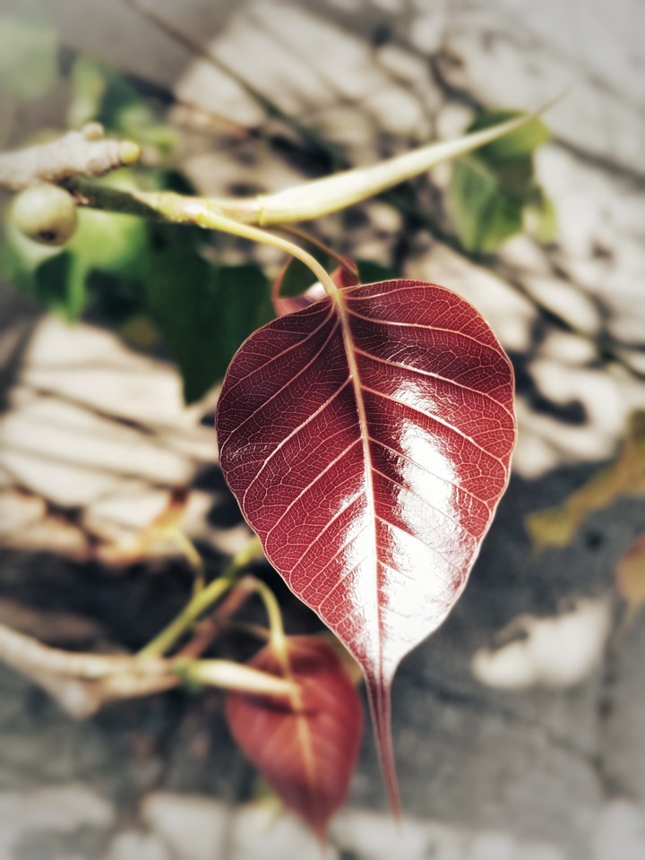 Red Leaf