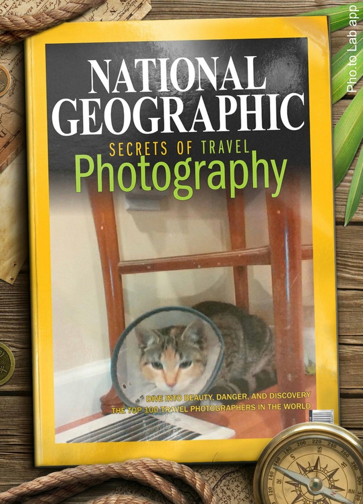 Kitten National Geographic Pho.to Lab app