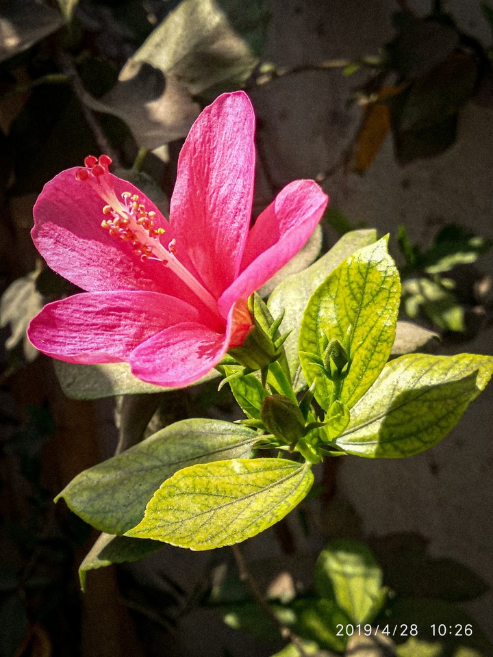 flower
