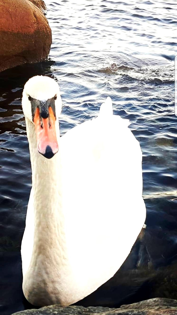 Animali