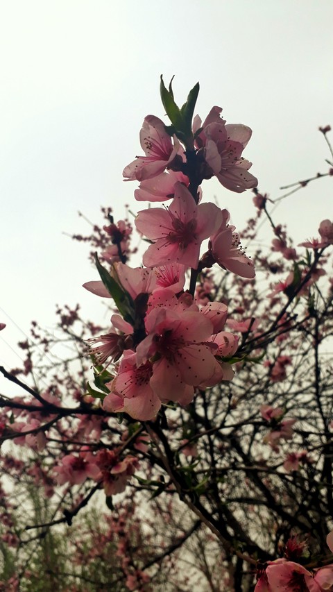 spring