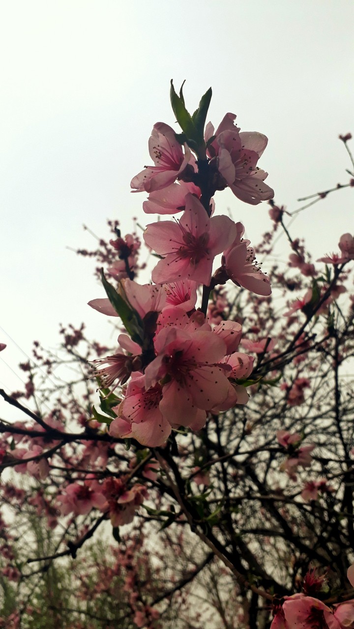 spring