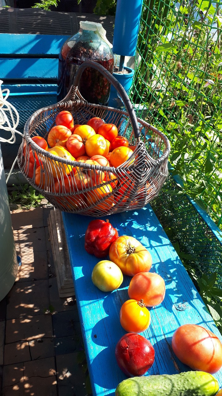 basket with tomotoes
