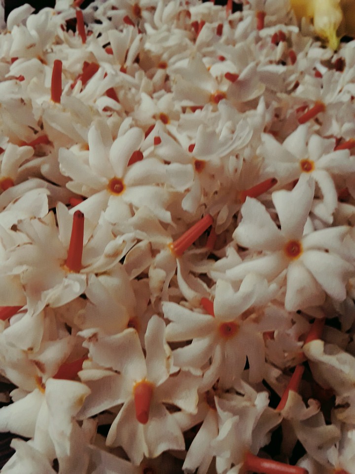 These lil flowers are.... !!!