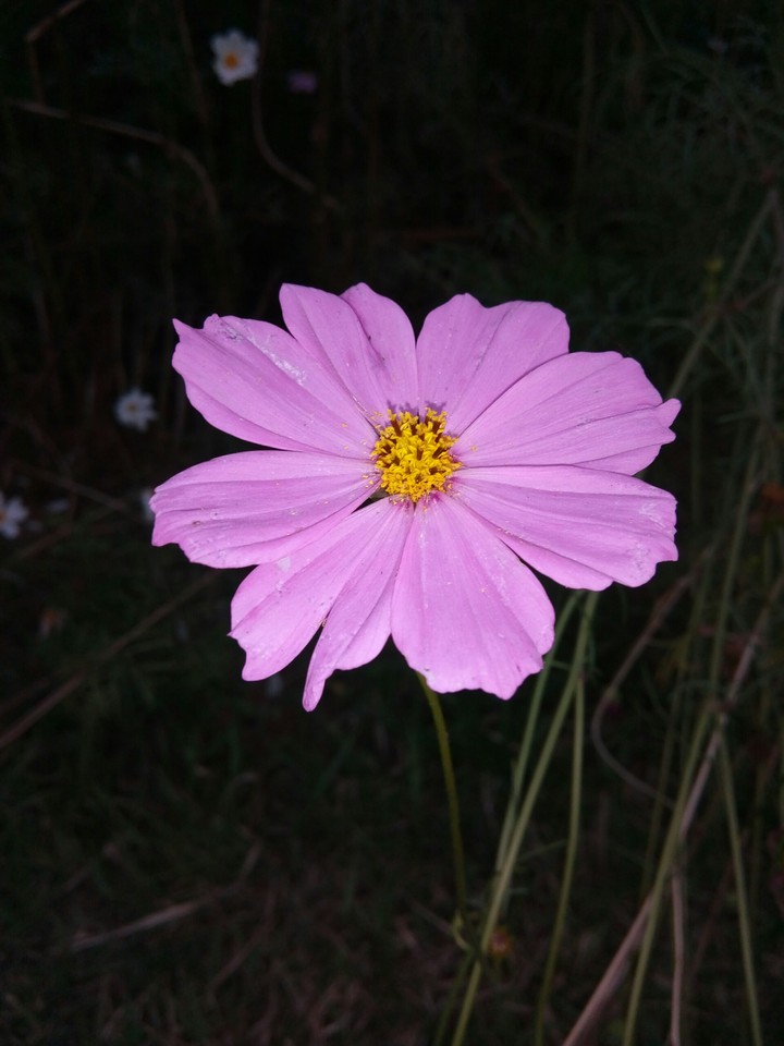 Purple Flower