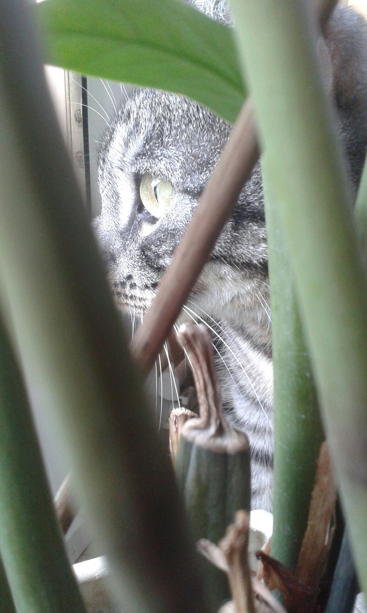 Sweet cat behind leafs