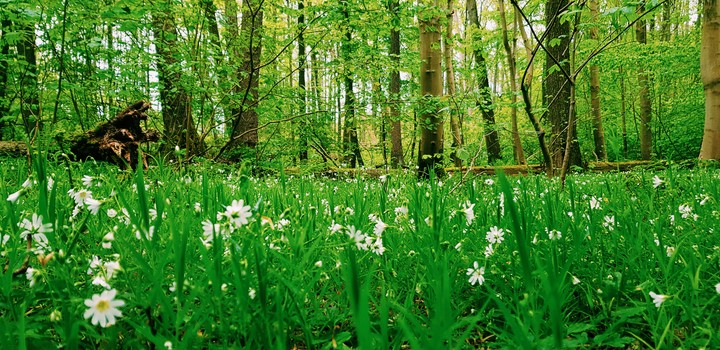 Forest spring nature flower