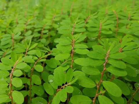 Green Plant