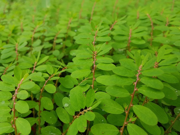 Green Plant