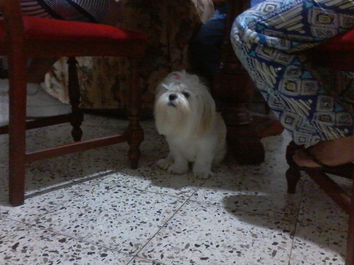 cunfuso
