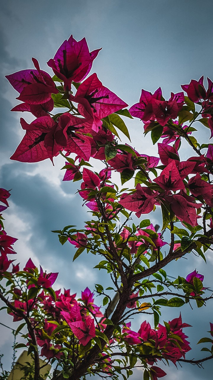 flowers