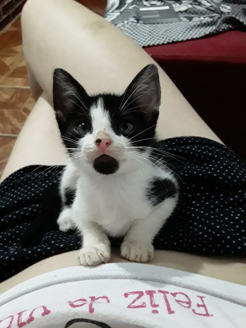 cute cat