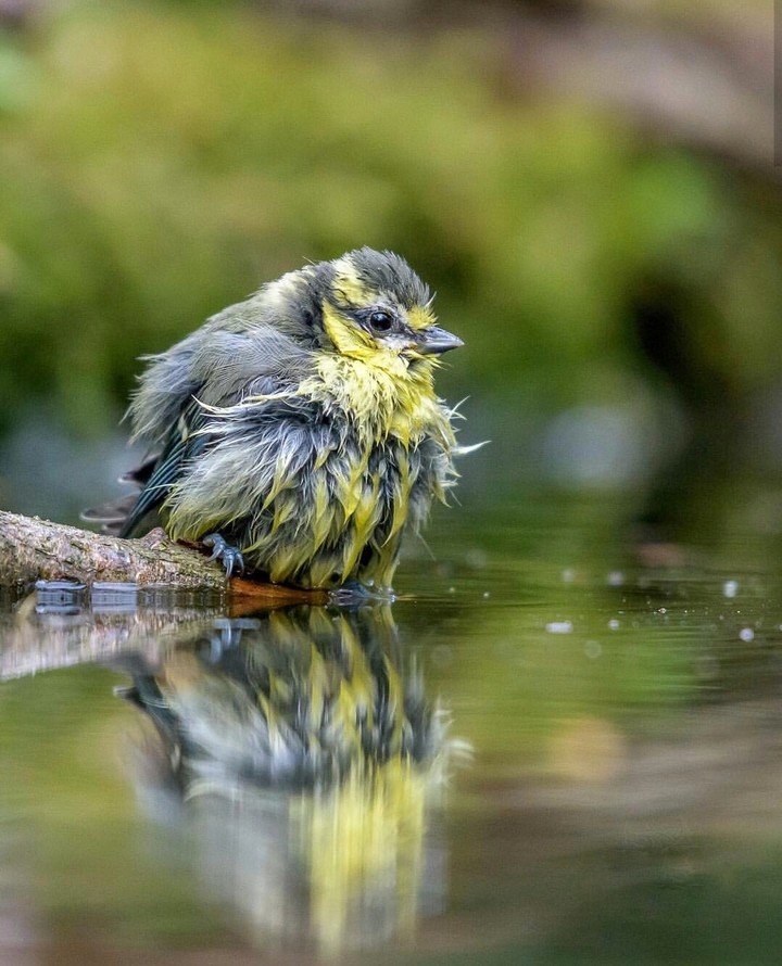young bluetit