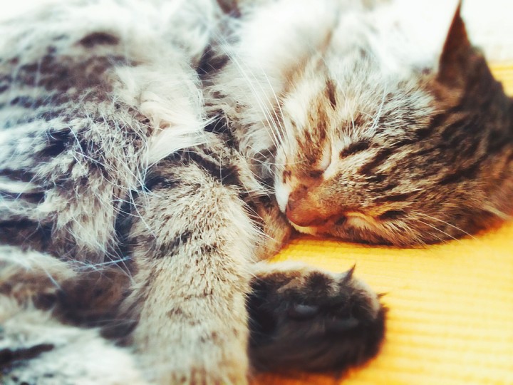 sleeping cat