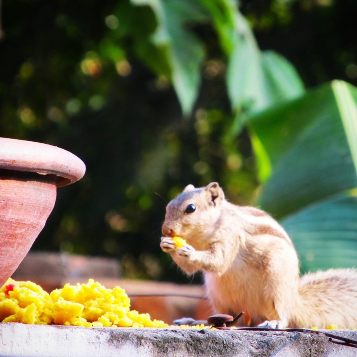 Cute squirrel