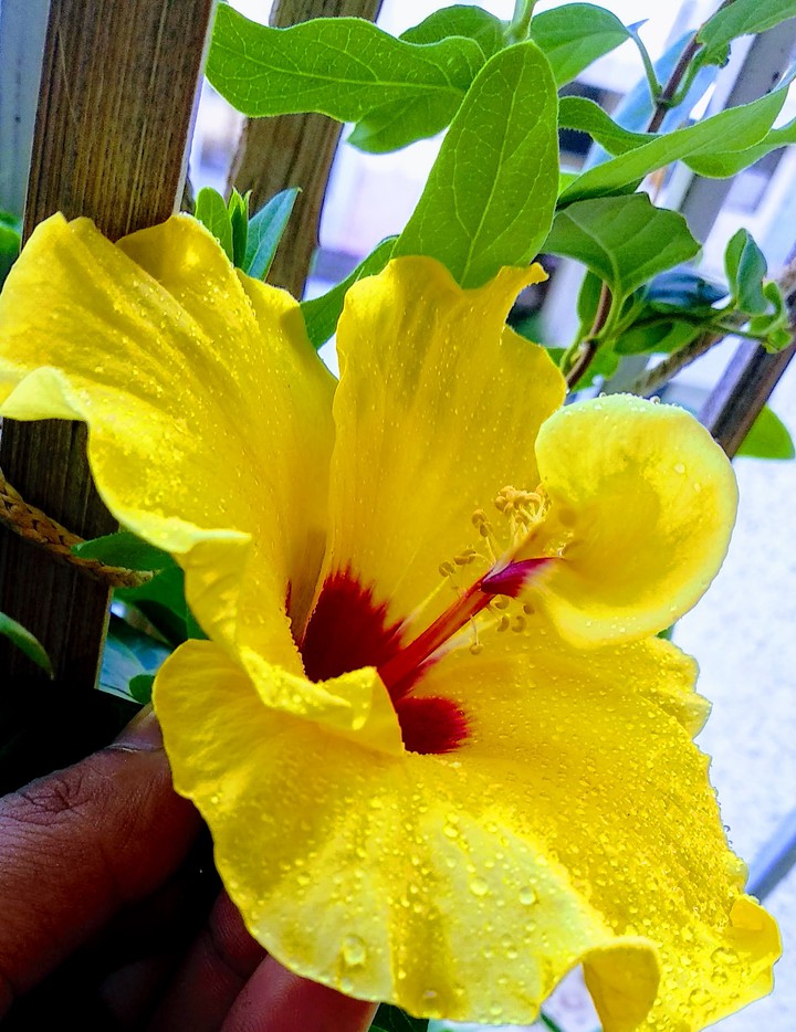 jaismen flower