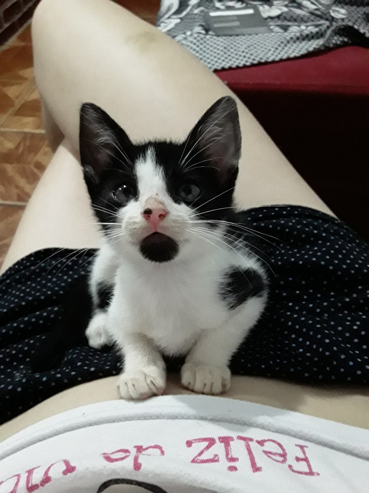 cute cat