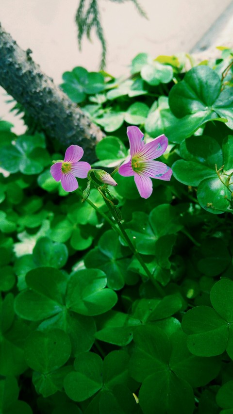 violet flowers