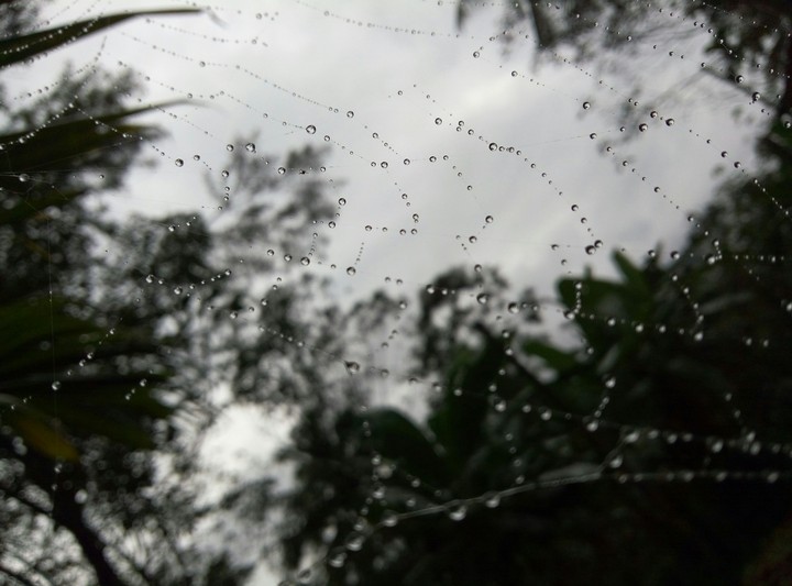 spider