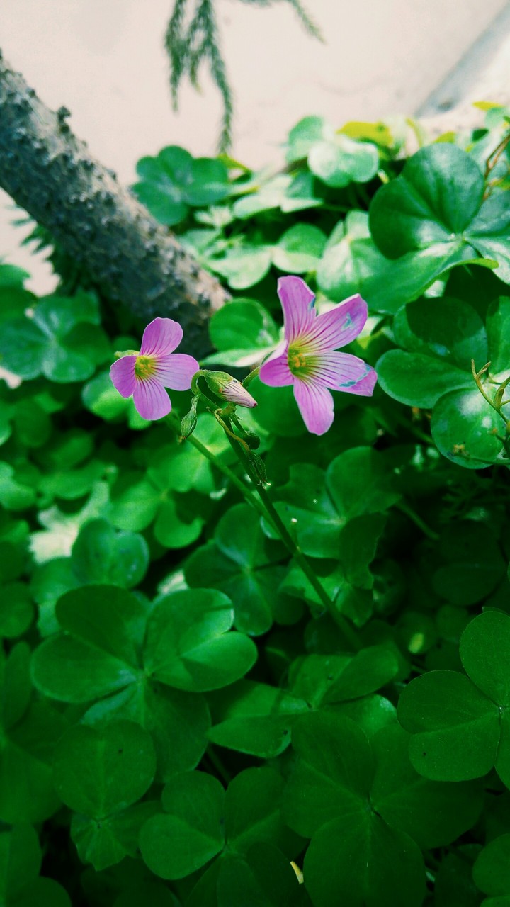 violet flowers