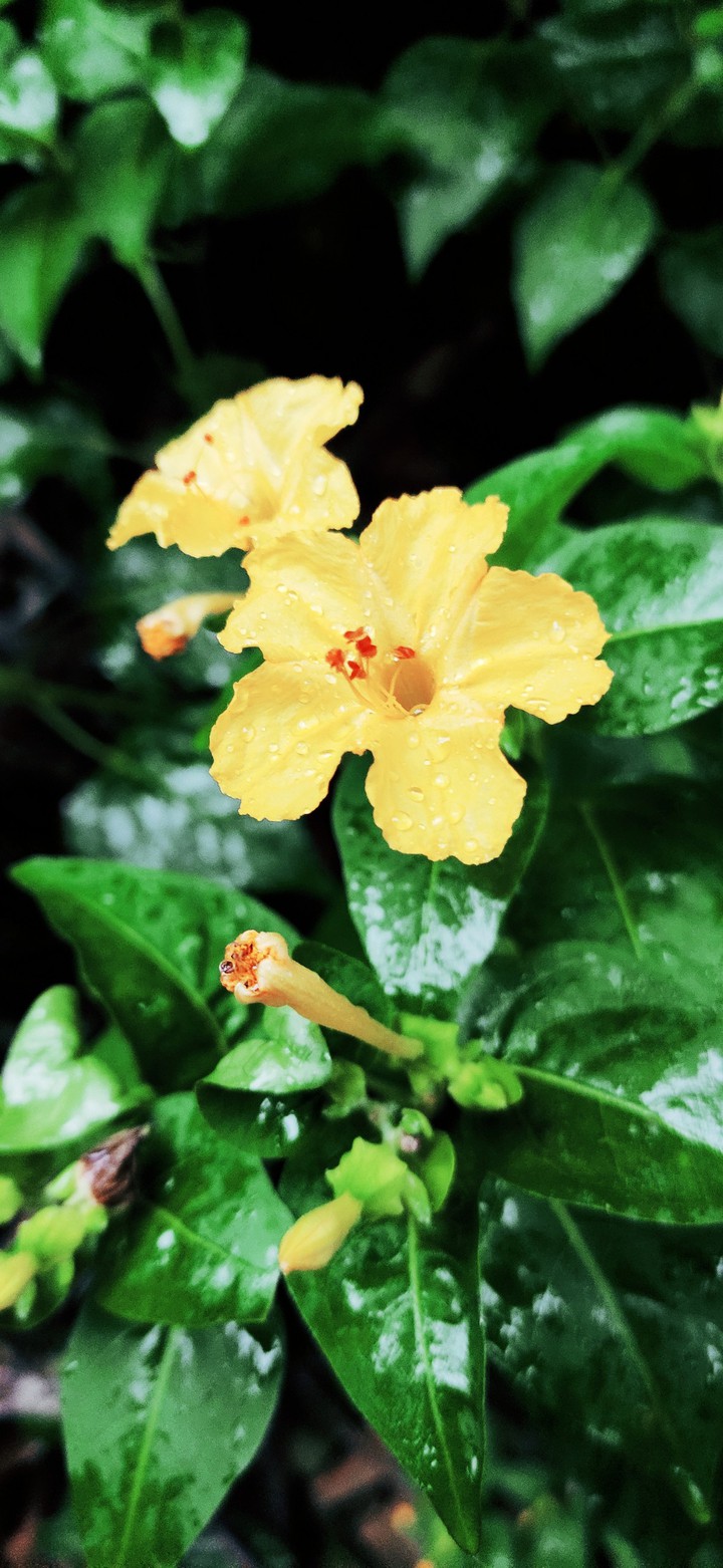 nature flower3