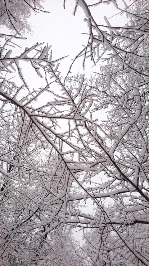 winter branches