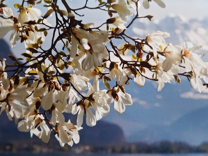 flores beauté de la nature
