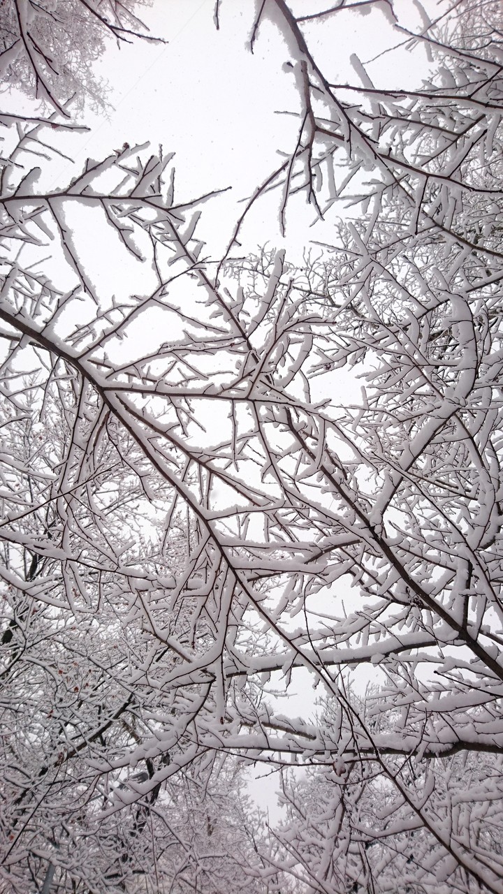 winter branches
