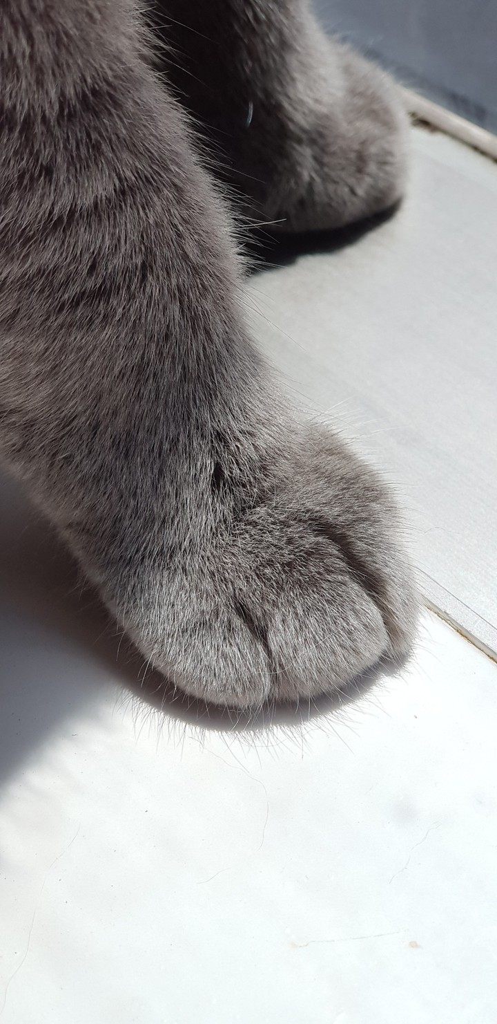 cat's paw