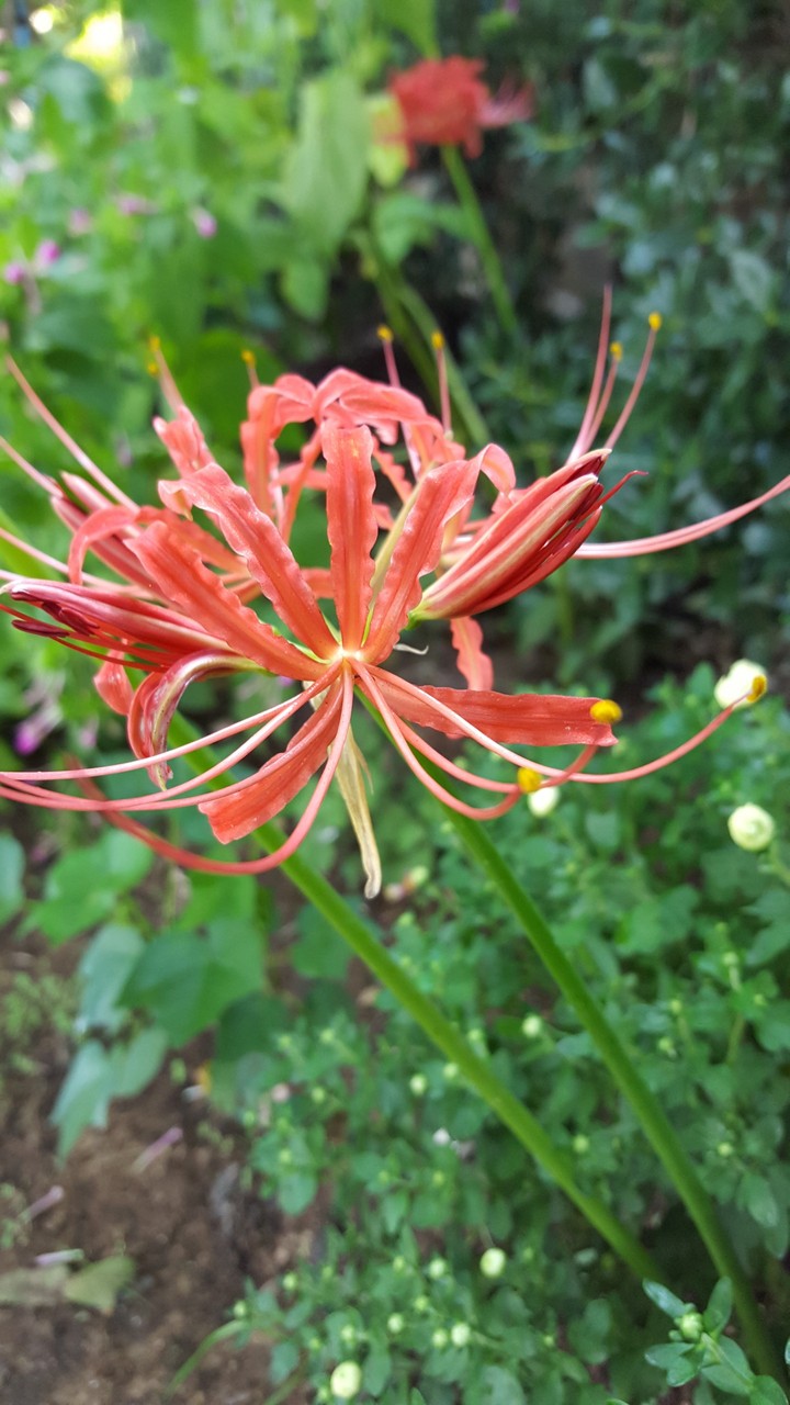 Spider Lily surprise