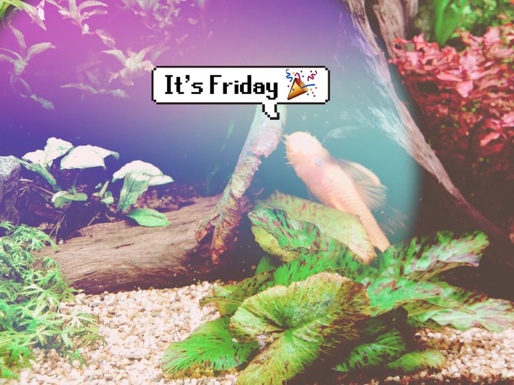 It's FRIDAY