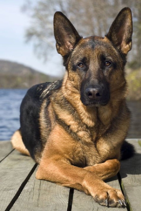 dog
