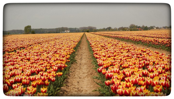 tulips