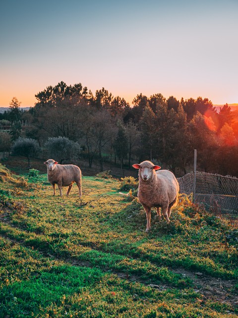 sfondi Field, pasture