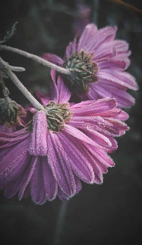 frozen flower