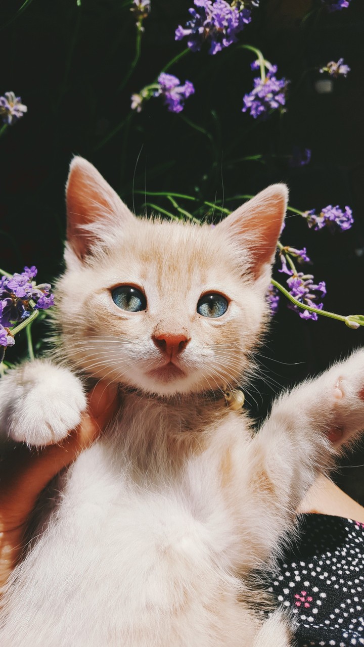 Simba in the flowers