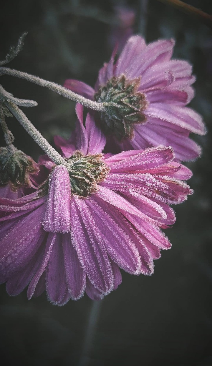 frozen flower