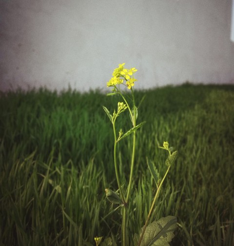 crop