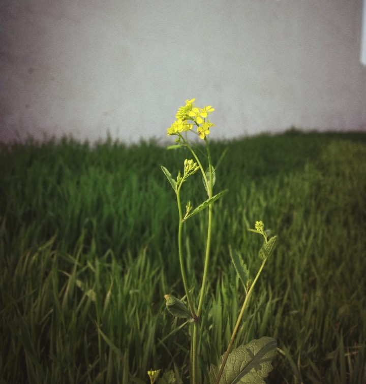 crop