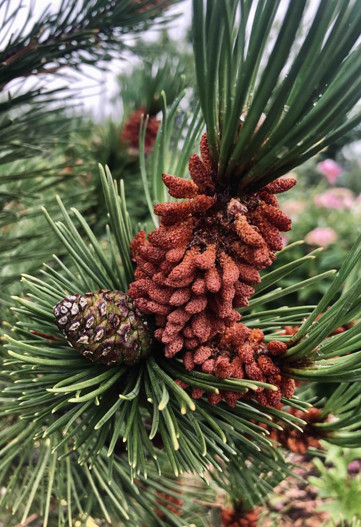 mountain pine