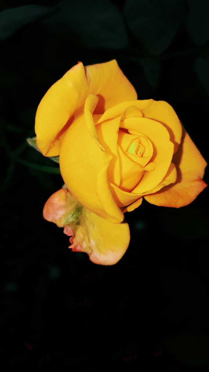 Yellow Rose