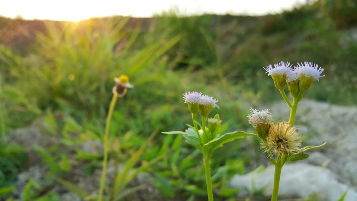 daisy and purple flower