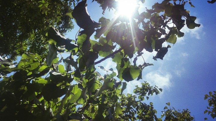 Greens, sunshine