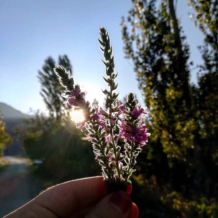 çiçekler